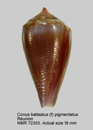 Conus balteatus (f) pigmentatus (2).jpg - Conus balteatus (f) pigmentatusA.Adams & Reeve,1848
